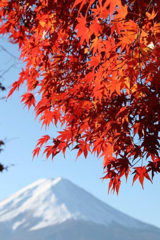 御師の家　梅谷（Umeya） Villa Fujikawaguchiko Ngoại thất bức ảnh